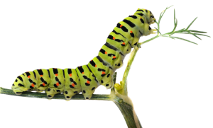 Catterpillar-1.png